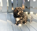 Small Photo #7 Shih-Poo Puppy For Sale in BOWLING GREEN, KY, USA