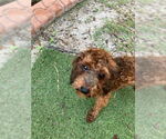 Small #7 Poodle (Miniature)