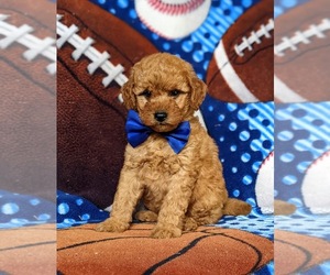 Goldendoodle Puppy for sale in COCHRANVILLE, PA, USA