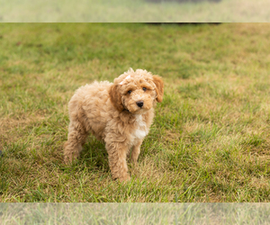 Poodle (Miniature) Puppy for sale in SHIPSHEWANA, IN, USA