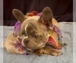 Small #13 French Bulldog