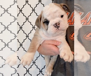 English Bulldog Puppy for sale in PIEDMONT, OK, USA