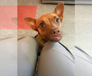 ShiChi Dogs for adoption in Aurora, CO, USA