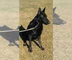 Small Photo #5 German Shepherd Dog Puppy For Sale in EL CENTRO, CA, USA