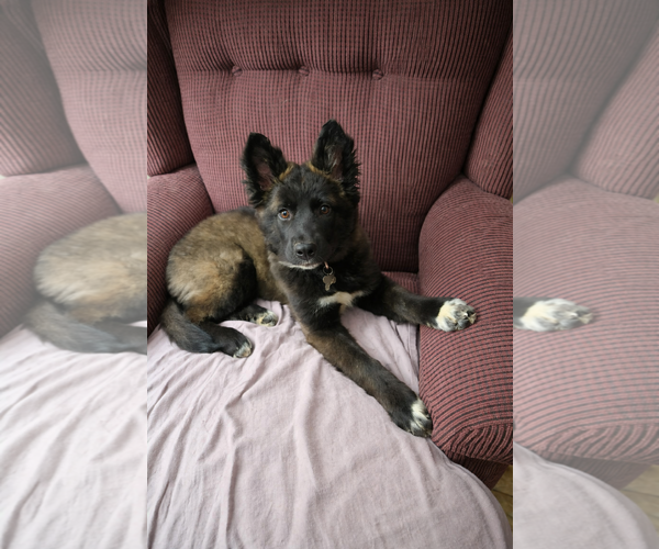 Medium Photo #1 Mutt Puppy For Sale in Holly Springs, NC, USA