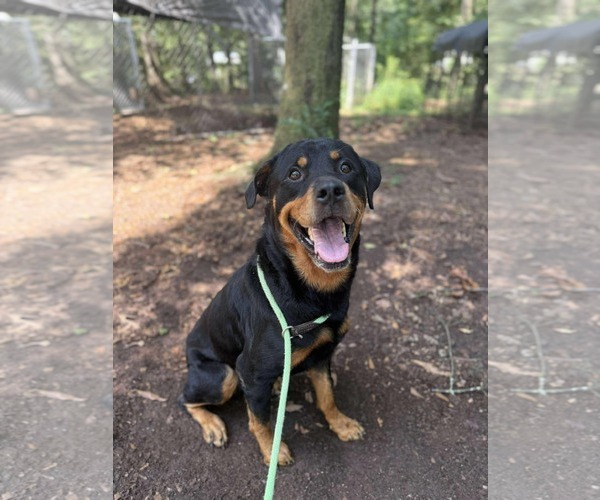 Medium Photo #2 Rottweiler Puppy For Sale in Hillsboro, NH, USA