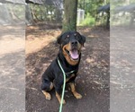 Small #1 Rottweiler