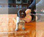 Small Photo #20 Wirehaired Pointing Griffon Puppy For Sale in WASHOUGAL, WA, USA