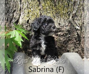 Poochon Puppy for sale in LE MARS, IA, USA