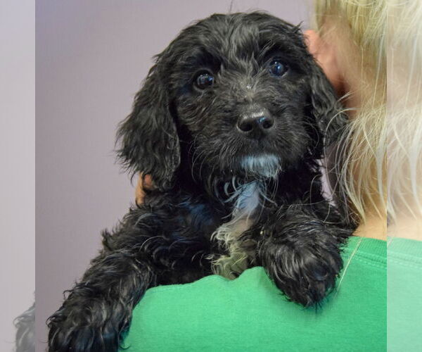 Medium Photo #4 Spaniel-Unknown Mix Puppy For Sale in Huntley, IL, USA