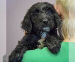 Small #3 Spaniel Mix