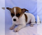 Small Photo #6 Chihuahua Puppy For Sale in FAIR HAVEN, MI, USA