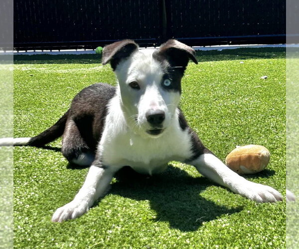 Medium Photo #3 Mutt Puppy For Sale in Salinas, CA, USA