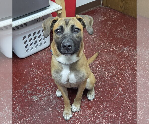 Medium Photo #17 Mutt Puppy For Sale in Fargo, ND, USA