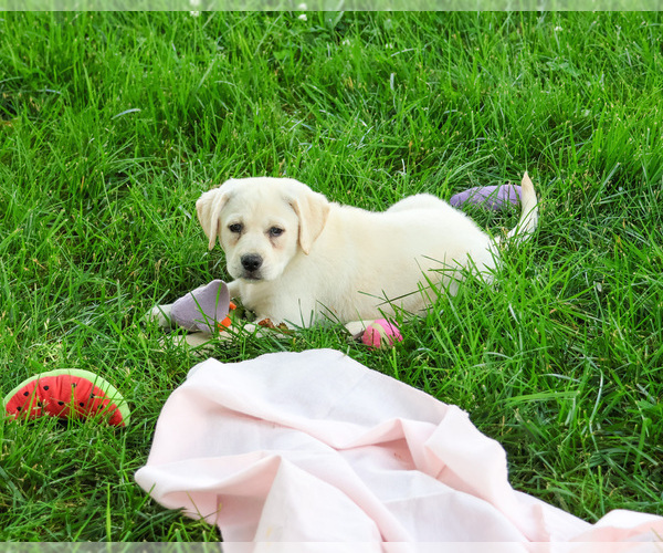 Medium Photo #2 Labrador Retriever Puppy For Sale in SYRACUSE, IN, USA