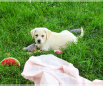 Small #1 Labrador Retriever