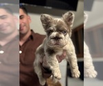 Small #3 French Bulldog