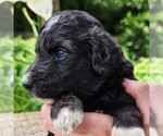 Small #2 F2 Aussiedoodle