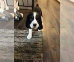 Puppy Tri color English Springer Spaniel