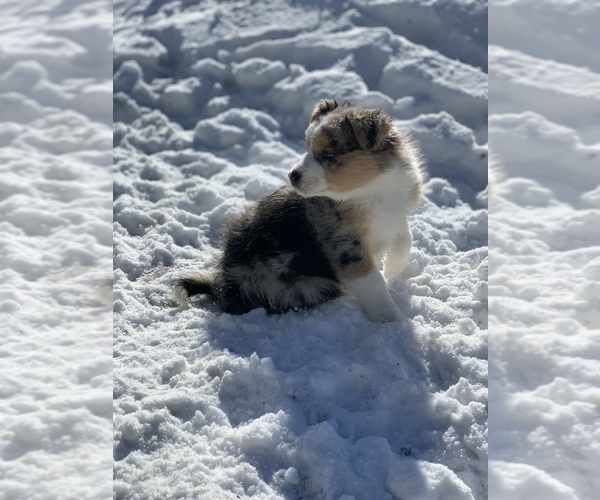 Medium Photo #5 Australian Shepherd Puppy For Sale in WHITINGHAM, VT, USA