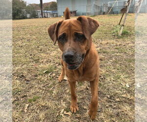 Cinnamon - Female Retriever -Unknown Mix Dog for Adoption - Photo #5