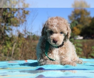 Poodle (Miniature) Puppy for sale in UNION CITY, TN, USA
