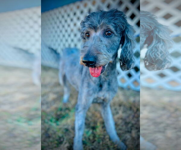 Medium Photo #2 Labradoodle Puppy For Sale in Pacolet, SC, USA