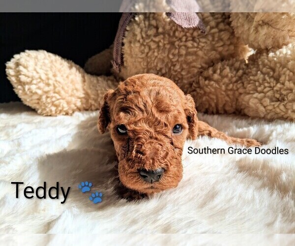 Medium Photo #74 Goldendoodle (Miniature) Puppy For Sale in GASTONIA, NC, USA