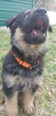 German Shepherd Dog Puppy for sale in FORT PIERCE, FL, USA