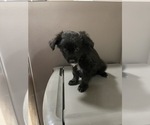 Small Photo #1 Aussiedoodle Miniature  Puppy For Sale in COLUMBIA, TN, USA
