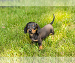 Small #12 Dachshund