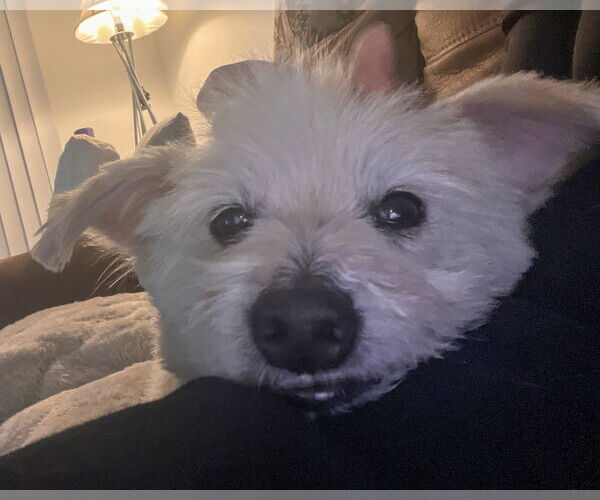 Medium Photo #7 Maltese-Unknown Mix Puppy For Sale in Corona, CA, USA