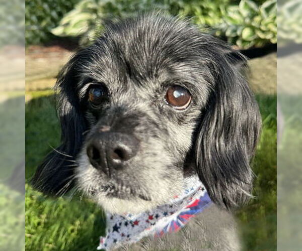 Medium Photo #11 Cocker Spaniel-Unknown Mix Puppy For Sale in Arlington, VA, USA
