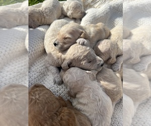 Goldendoodle-Poodle (Standard) Mix Puppy for sale in YACOLT, WA, USA