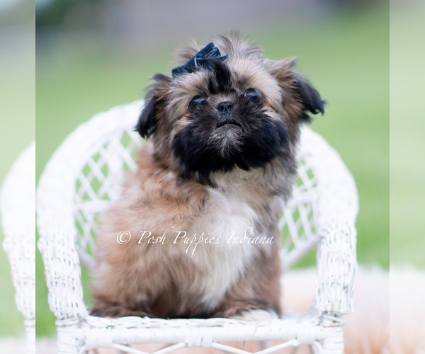 Medium Photo #17 Shih Tzu Puppy For Sale in WARSAW, IN, USA