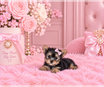 Hand delivery - Male Yorkshire Terrier Puppy for Sale - Photo #23