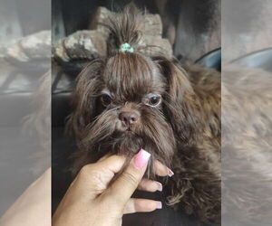 Father of the Shih Tzu puppies born on 12/17/2025