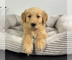Golden Retriever Puppy for sale in FRANKLIN, IN, USA