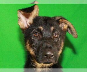 German Shepherd Dog Puppy for sale in SHAWNEE, OK, USA
