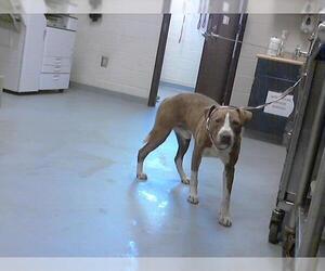 American Pit Bull Terrier-Unknown Mix Dogs for adoption in Fayetteville, NC, USA