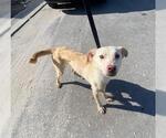 Small Labrador Retriever