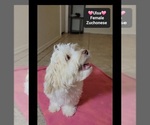 Small #1 Havanese-Zuchon Mix