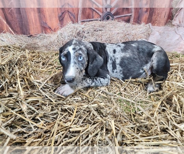 Medium Photo #12 Catahoula Leopard Dog Puppy For Sale in CUMBY, TX, USA