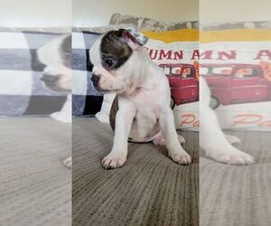 Boston Terrier Puppy for sale in DAYTON, OH, USA