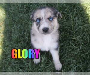 Australian Shepherd-German Shepherd Dog Mix Puppy for sale in jasper, AR, USA