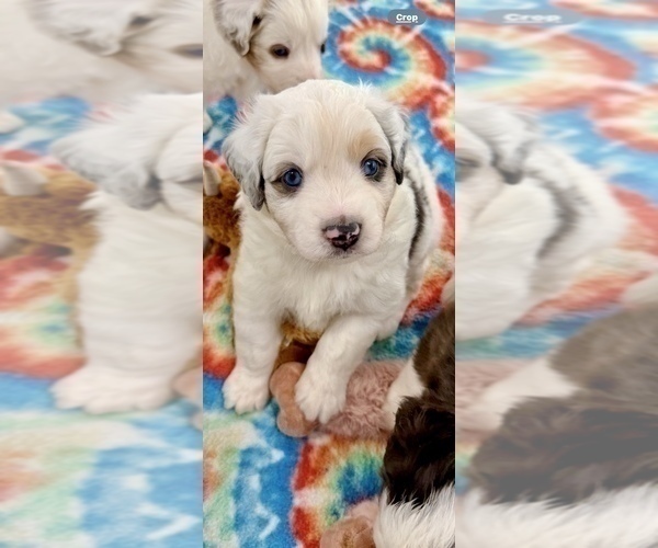 Medium Photo #7 Miniature Australian Shepherd Puppy For Sale in ANTHONY, FL, USA