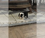 Small Photo #2 Bulldog Puppy For Sale in STEUBENVILLE, OH, USA