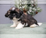 Small #1 Shih Tzu