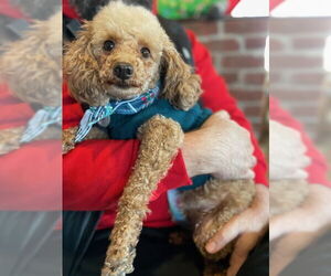 Poodle (Miniature) Dogs for adoption in St. Louis Park, MN, USA