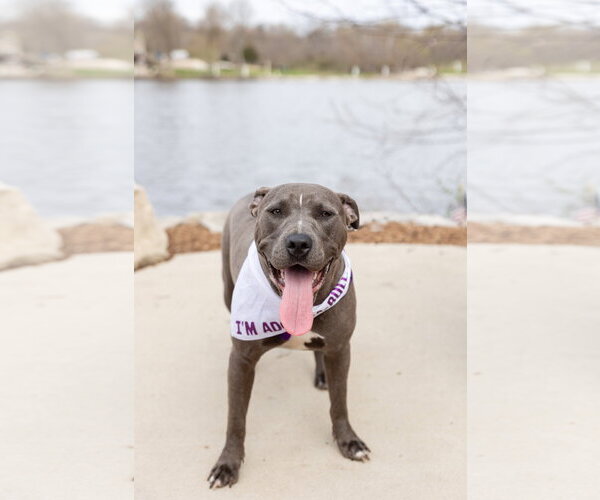 Medium Photo #13 Mutt Puppy For Sale in Crete, IL, USA